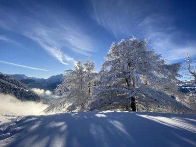 Ski de rando, entouré des mélèzes du Queyras